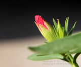 Dianthus Emerging - IMG_0932.JPG