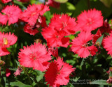 Dianthus - IMG_1734.JPG