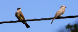 Mr and Mrs Kingbird - IMG_3958.JPG