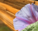 Morning Glory - IMG_4810.JPG