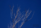 Winter - IMG_7003.JPG