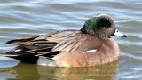 American Wigeon - IMG_7871.JPG