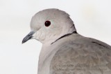 Euro-Collared Dove - IMG_8106.JPG