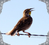 Singing Meadowlark - IMG_8243.jpg