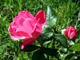 Knockout Roses - IMG_9231.JPG