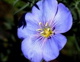 Wildflower - IMG_9240.JPG