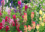 Snapdragons - IMG_9380.JPG