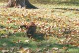 Flying Doxie