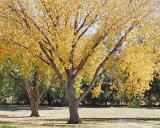 Autumn In The Park 4
