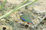 Mangrove Pitta (Pitta megarhyncha)