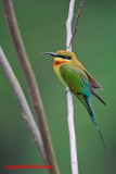 Blue-tailed Bee-Eater ( Merops philippinus )