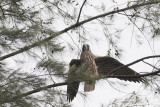 DSC_2153.jpg