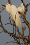 Great Egret ( Ardea alba )