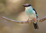 Blue- breasted Kingfisher / Teugelijsvogel