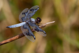Portia Widow / Palpopleura portia