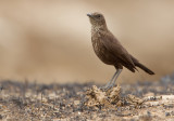 Northern Anteater-chat / Bruine Miertapuit