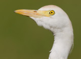 Cattle Egret / Koereiger
