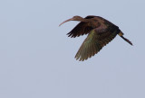 Glossy ibis / Zwarte ibis