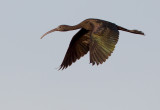 Glossy ibis / Zwarte ibis