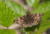 Mallow Skipper / Kaasjeskruiddikkopje