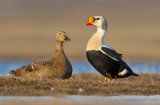 Ducks, Geese and Swans / Eenden, Ganzen en Zwanen