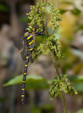 Golden-ringed dragonfly / Gewone bronlibel