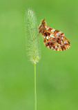 Weavers Fritillary or Violet Fritillary / Paarse parelmoervlinder of Akkerparelmoervlinder