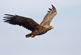 White-tailed eagle / Zeearend
