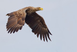 White-tailed eagle / Zeearend