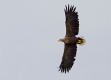 White-tailed eagle / Zeearend