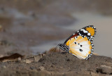 Plain tiger / Kleine monarchvlinder