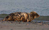 Grey seal / Grijze zeehond