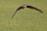 Hen harrier / Blauwe kiekendief