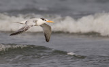 African Royal tern / Afrikaanse Koningsstern (T. m. albididorsalis)