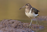 Greater-Painted Snipe / Goudsnip