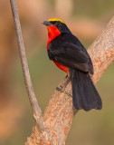 Yellow-crowned gonolek / Goudkapfiscaal