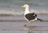 Kelp Gull / Kelpmeeuw