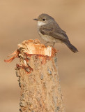 Swamp flycatcher / Moerasvliegenvanger