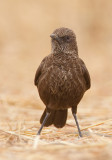 Northern Anteater-chat / Bruine Miertapuit