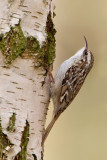 Nuthatches and Treecreepers / Boomklevers en Kruipers