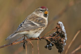 Mealy Redpoll / Grote Barmsijs
