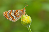 Provenal Fritillary / Spaanse parelmoervlinder