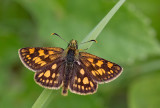 Chequered Skipper / Bont Dikkopje