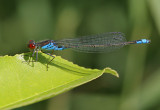Small red-eyed damselfly / Kleine Roodoogjuffer