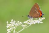 Black-Hairstreak / Pruimenpage