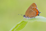 Black-Hairstreak / Pruimenpage