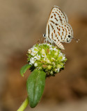 Tarucus rosaceus / Groot christusdoornblauwtje