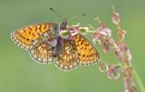 Bog Fritillary / Ringoogparelmoervlinder