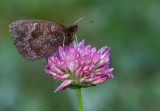 Water ringlet / Watererebia