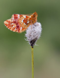 Cranberry Fritillary / Veenbesparelmoervlinder